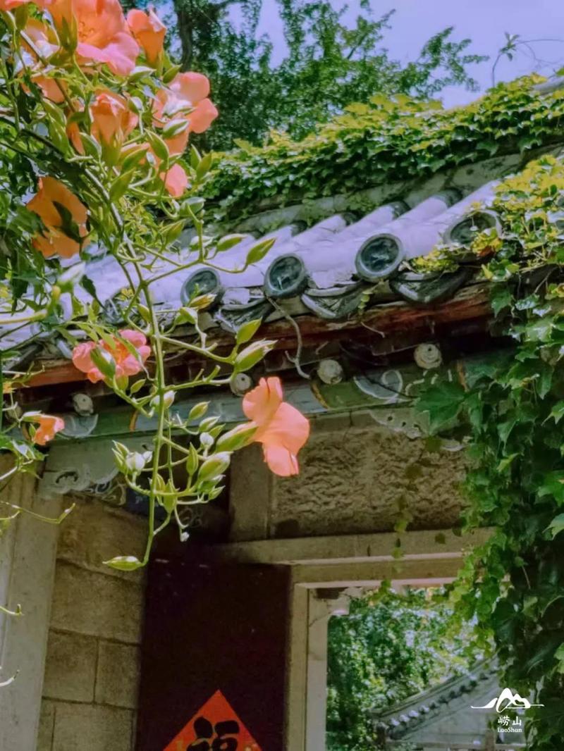 手抄报花藤简笔画_手抄报花藤画法边框_花藤手抄图片
