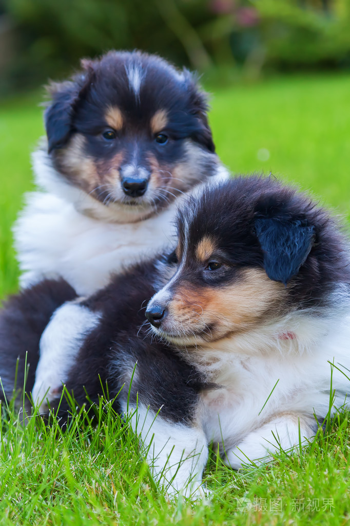 小狗喂养_犬饲的小狗_小狗狗饲养手册[捂脸]