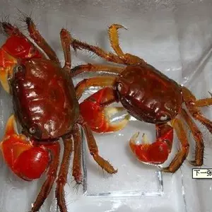 螃蟹 模式生物_螃蟹生物模式图_螃蟹生物模式是什么