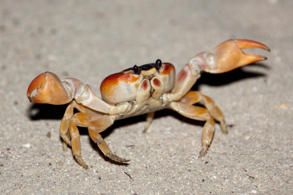 螃蟹模式生物_螃蟹生物模式图片_螃蟹生物图
