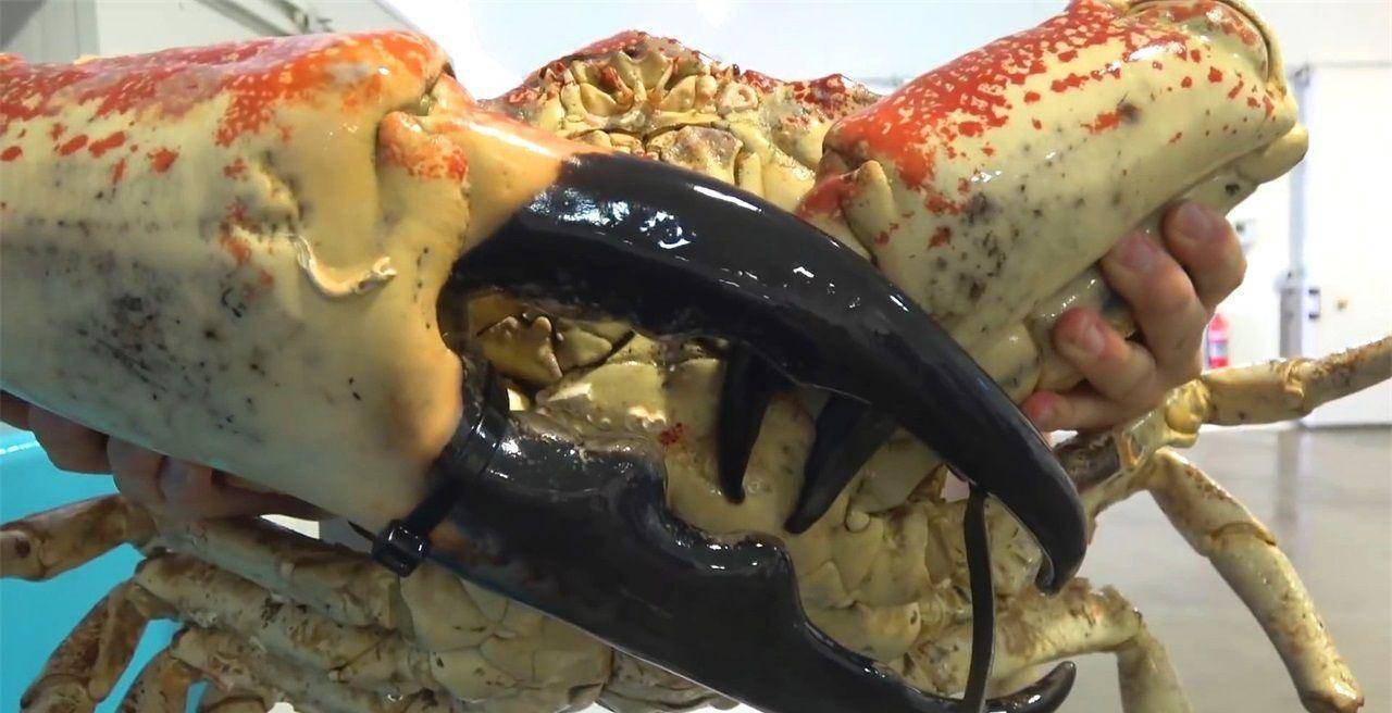 螃蟹 模式生物-世界霸道螃蟹大盘点