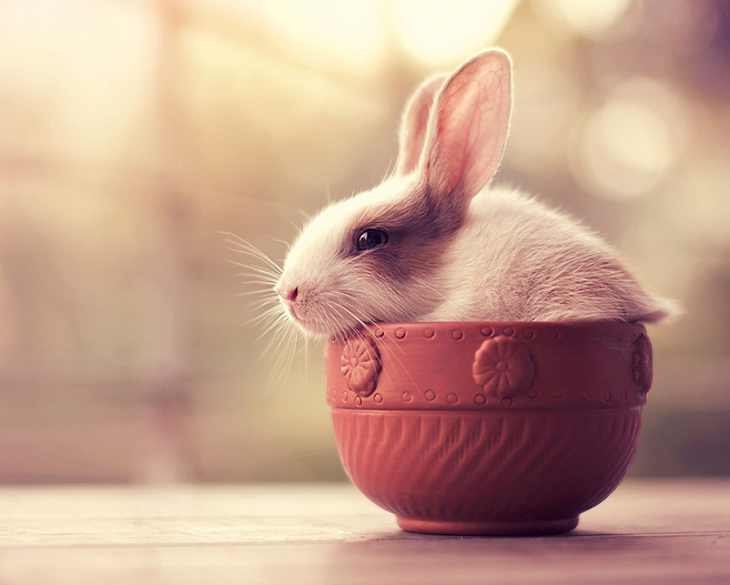 兔子萌萌哒图片大全-迷人可爱的兔子