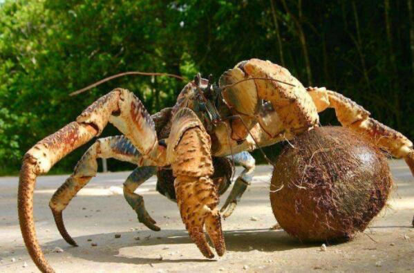 螃蟹大猎杀-渔村惊现巨大螃蟹