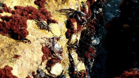 螃蟹 模式生物_螃蟹生态系统_螃蟹生物图