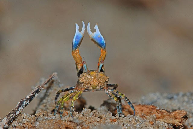 螃蟹生物图_螃蟹生态系统_螃蟹 模式生物