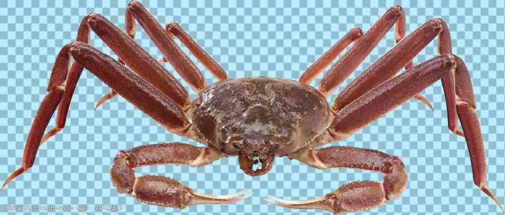 螃蟹 模式生物_螃蟹生物图_螃蟹生态系统
