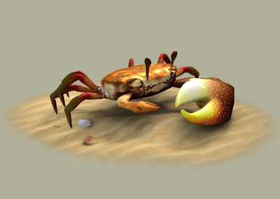 螃蟹 模式生物_螃蟹生物图_螃蟹生态系统