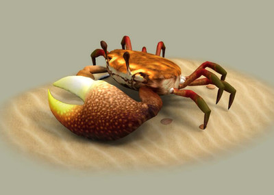螃蟹 模式生物_螃蟹生态系统_螃蟹生物图