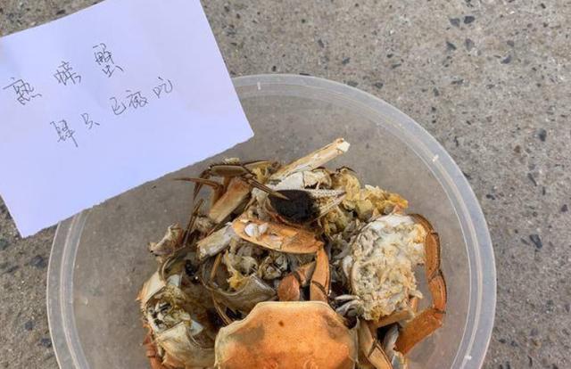 螃蟹大猎杀下载_螃蟹杀手_螃蟹大猎杀