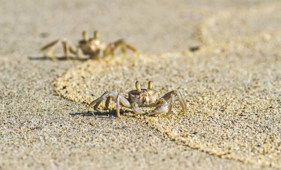 海底抓螃蟹_海底大猎杀螃蟹走不动路bug_海底大猎杀大螃蟹