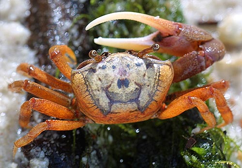 螃蟹 模式生物_螃蟹生物模式图_螃蟹生物模式是什么