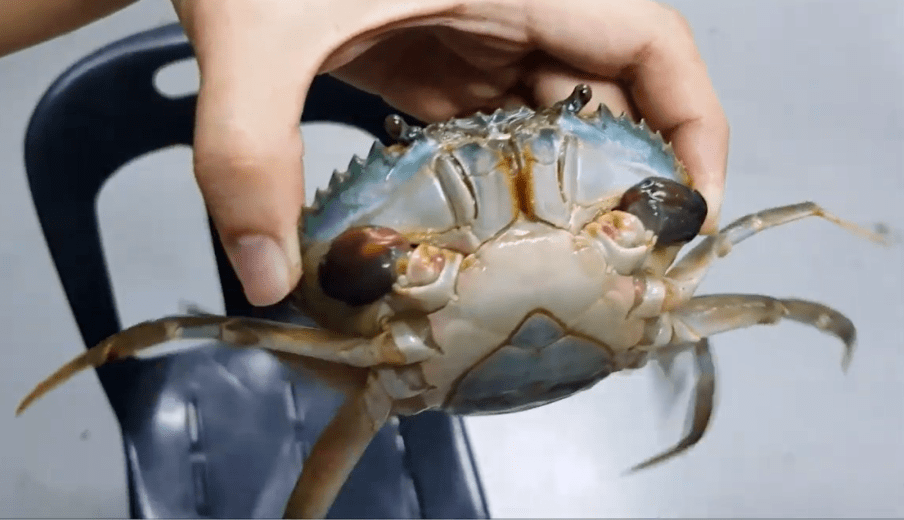 螃蟹 模式生物-螃蟹大揭秘！外形壳、钳子威武霸气，还有夜行秘