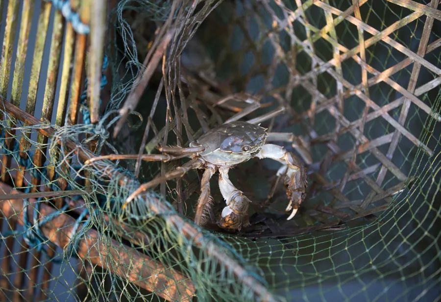 螃蟹的海底大猎杀_海底抓螃蟹_海底大猎杀螃蟹走不动路bug
