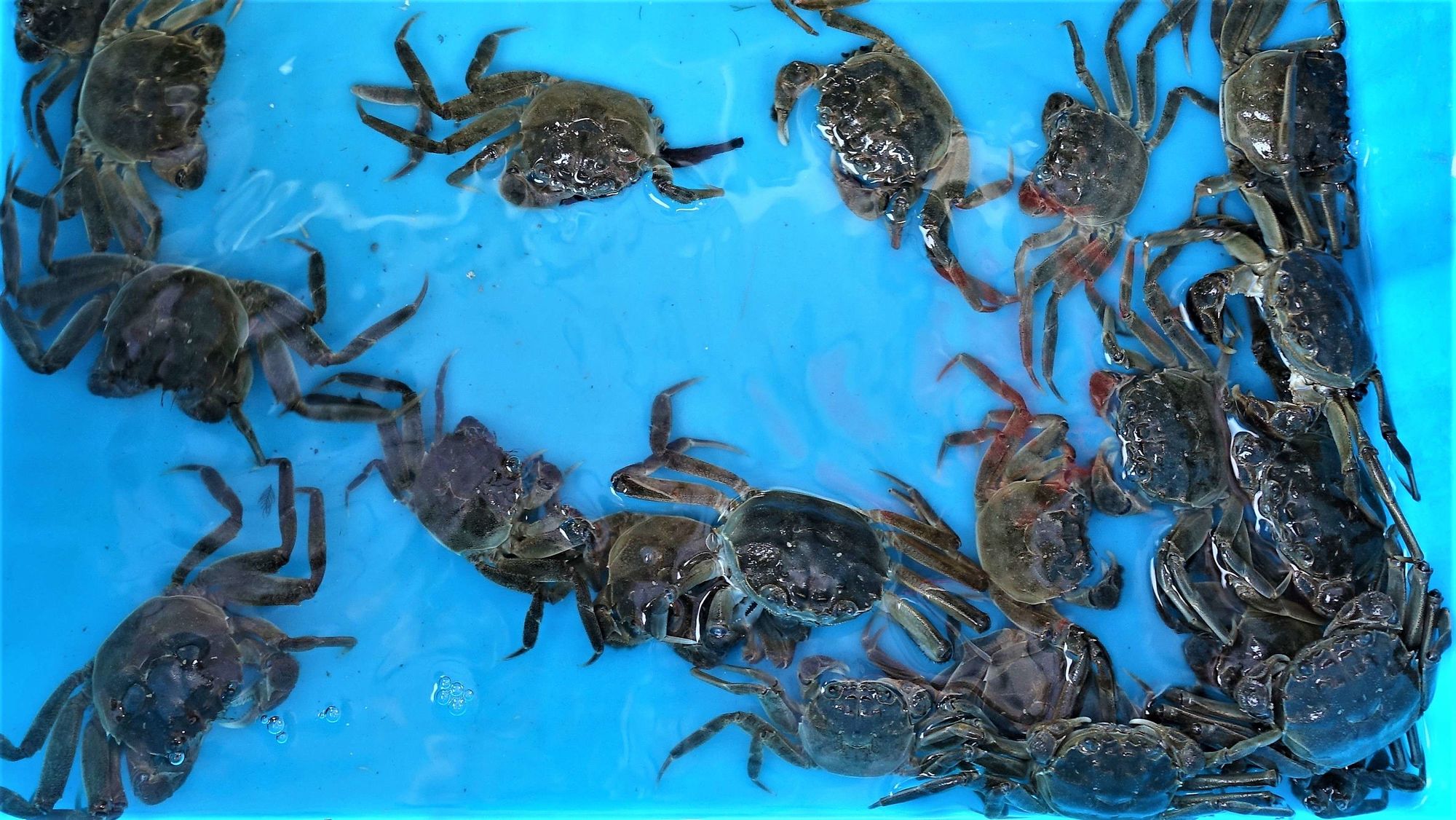 海底大猎杀螃蟹走不动路bug_螃蟹的海底大猎杀_海底抓螃蟹