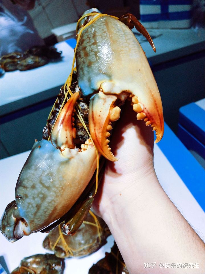 螃蟹 模式生物-海底巨兽：螃蟹模式生物的恐怖力量