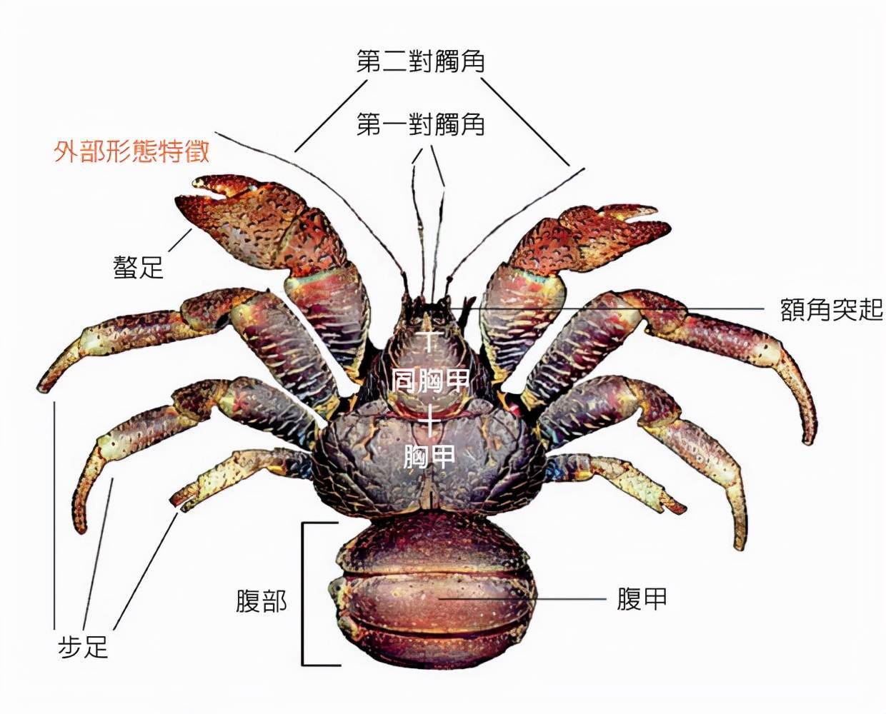 螃蟹生物模式图片_螃蟹生态系统_螃蟹 模式生物