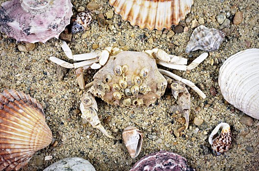 螃蟹生物模式图片_螃蟹生态系统_螃蟹 模式生物