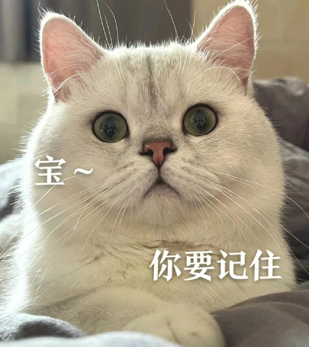 屁屁狗表情包：搞笑萌物，笑翻你