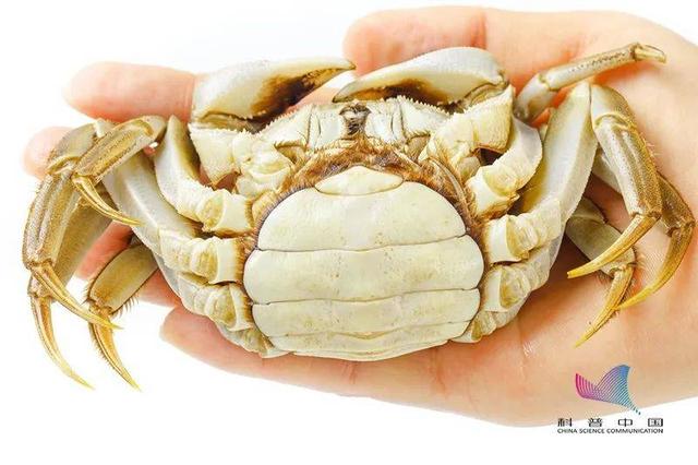 海底大猎杀螃蟹王游戏-海底世界猎杀：螃蟹王对决，装备选择关乎