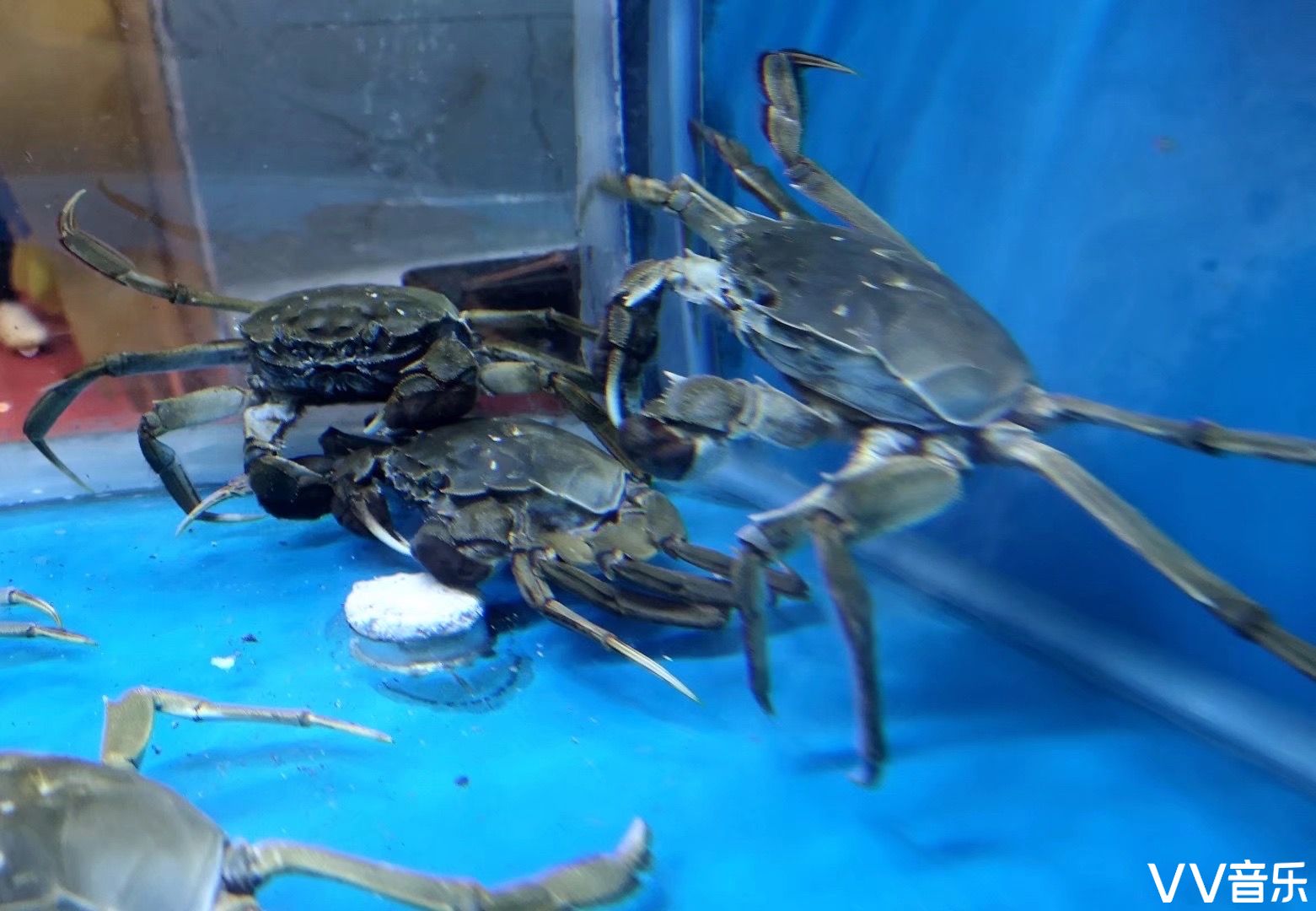 海洋深处的终极战争：螃蟹大猎杀