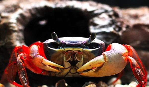 螃蟹模式生物-为什么螃蟹总是走侧步？揭秘原因让你大开眼界