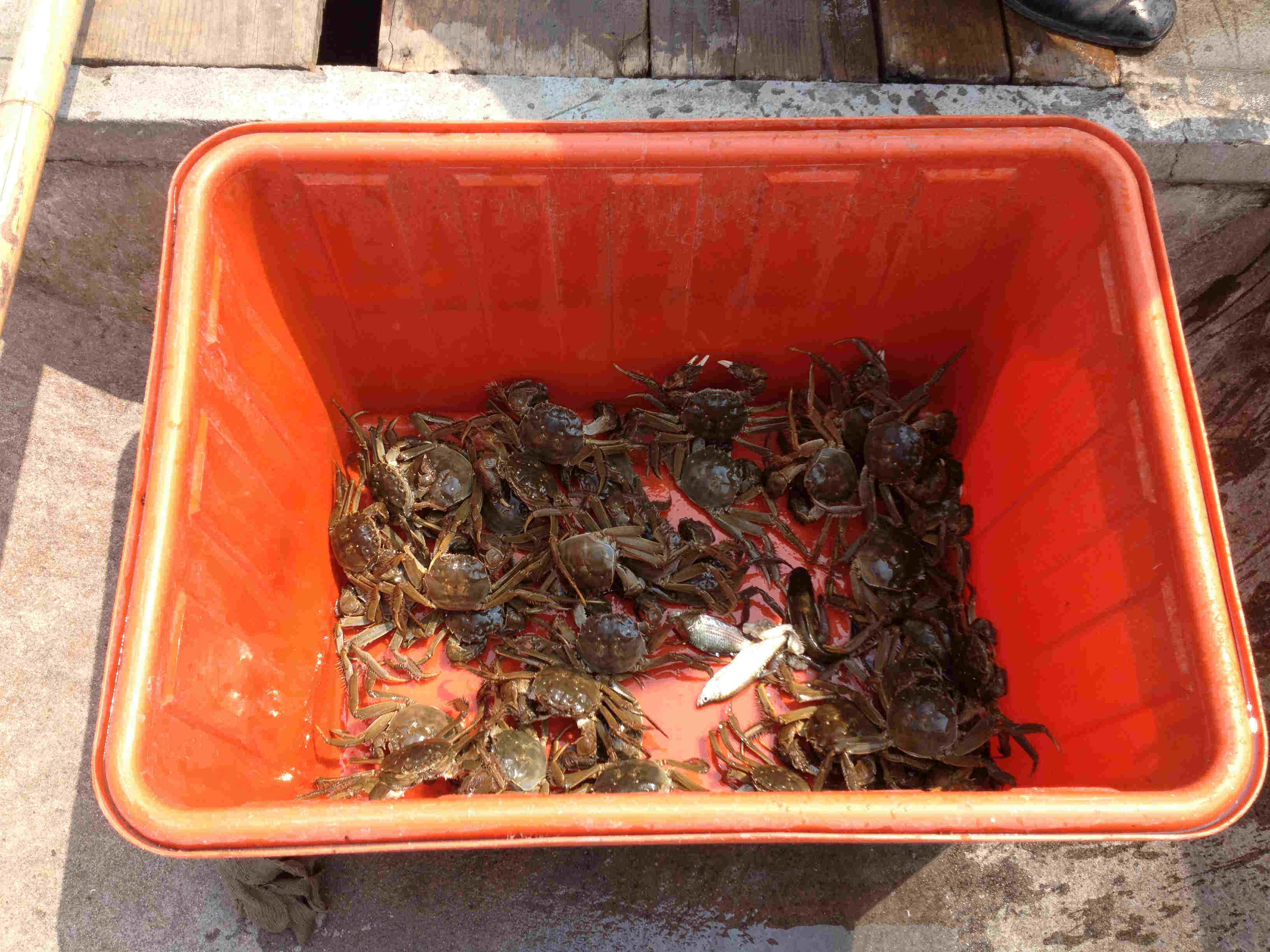 螃蟹大猎杀：装备选对关键，观察技巧更重要