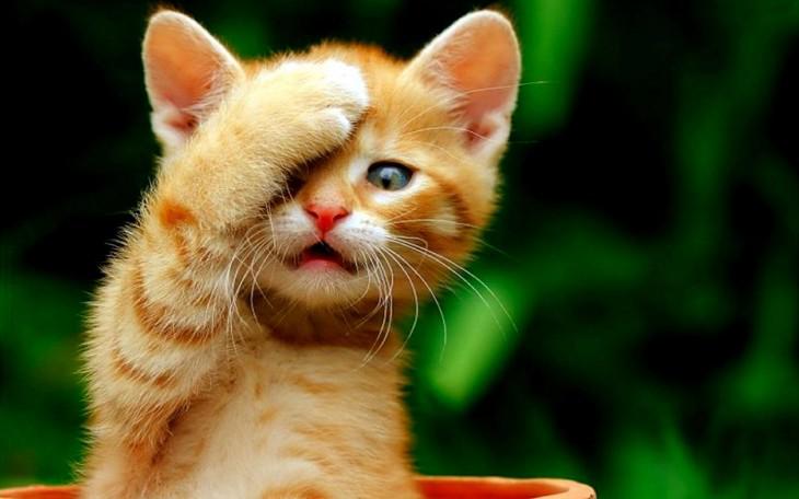 猫咪可爱图片卖萌-猫咪萌翻天！网友疯狂转发，你能抵挡住这股萌