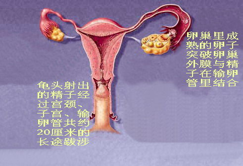 百图汇女性生殖图片-女性生殖系统揭秘：亲身体验大揭秘