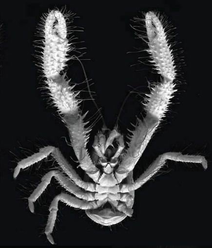 螃蟹生物模式图_螃蟹生态系统_螃蟹 模式生物