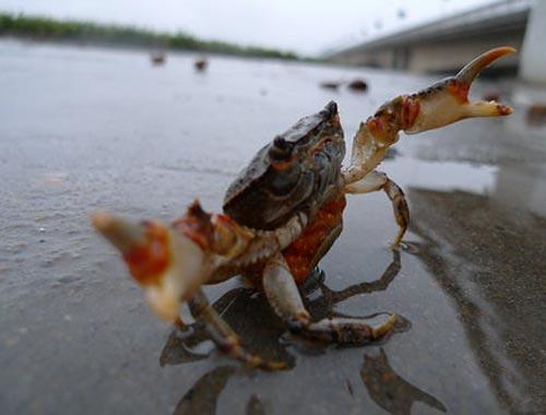 螃蟹大猎杀_大螃蟹攻击人类_螃蟹杀手