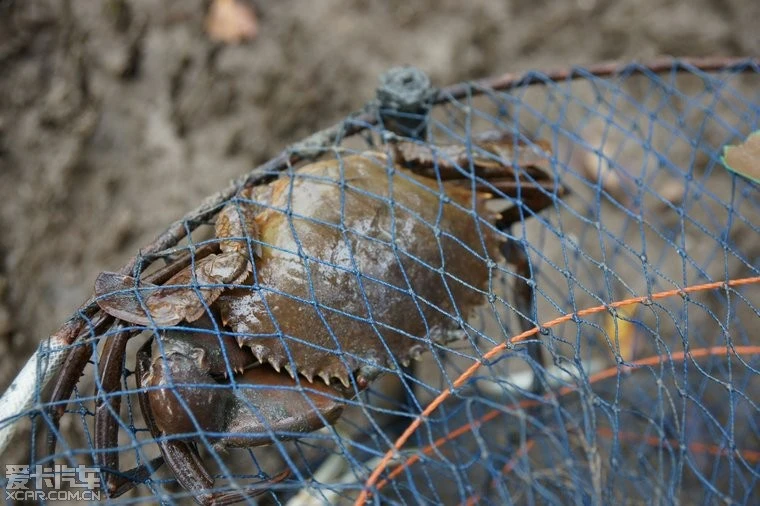 海底大猎杀crab madness是什么模式-深海捕蟹大冒险