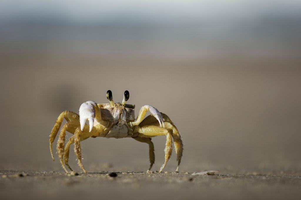 蟹行crab模式_螃蟹模式_螃蟹模拟