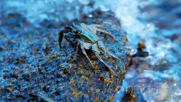 螃蟹生物模式图_螃蟹模式生物_螃蟹生物模式图片