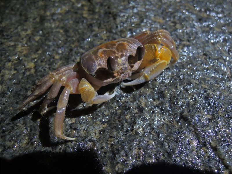 海底大猎杀crab madness是什么模式_海底猎杀小游戏_猎杀u-42海底大战