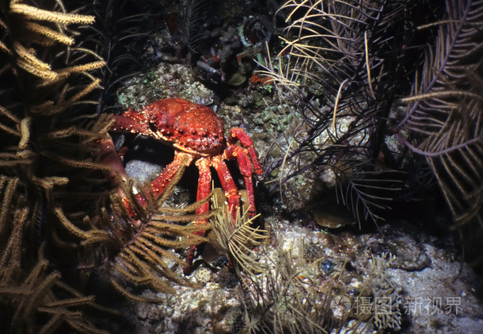 海底猎杀小游戏_海底大猎杀crab madness是什么模式_猎杀u-42海底大战