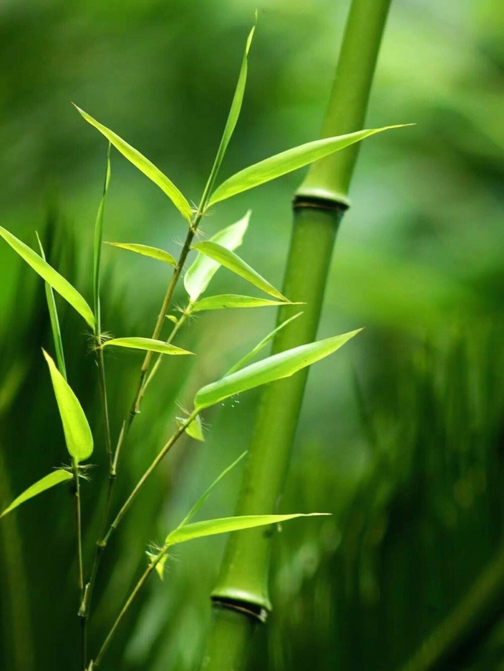 素材岛动森_动森素材岛种类_动森素材岛种类地图