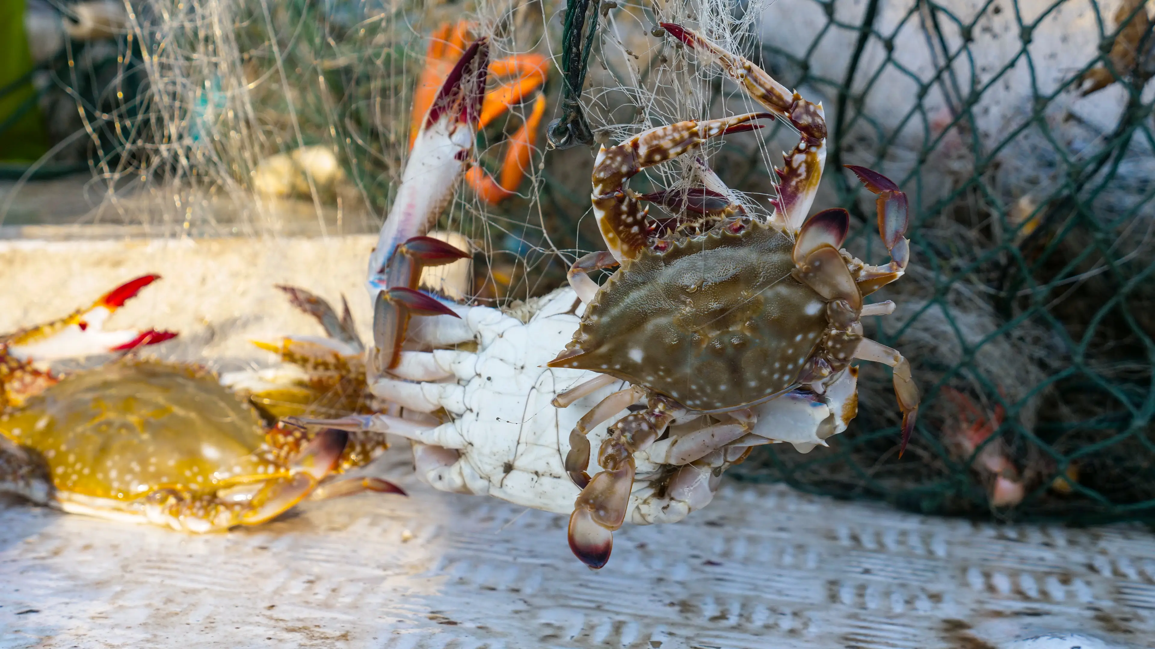 海底猎杀海_底大猎杀海底大猎杀_海底大猎杀crab madness是什么模式