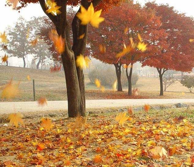 百图汇秋风落叶风景图_秋风落叶的图_秋风落叶的景色