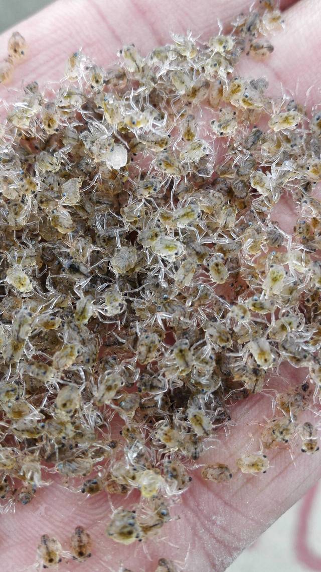 螃蟹 模式生物-海底奇观：螃蟹模式生物的神秘世界