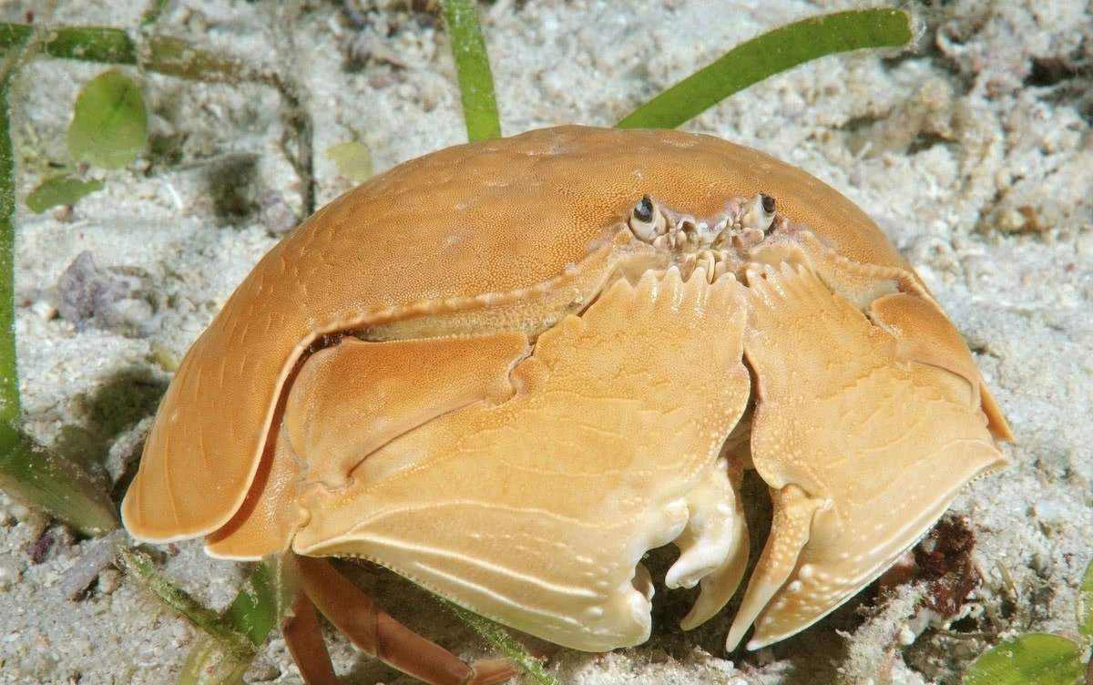 底大猎杀海底大猎杀_海底大猎杀crab madness是什么模式_海底猎杀手游版