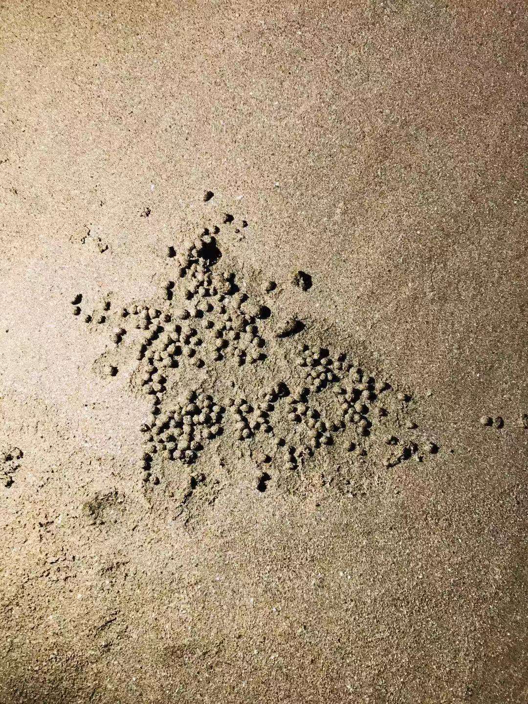 海底大猎杀蟹王视频_海底大猎杀螃蟹王游戏_海底猎杀之帝王蟹