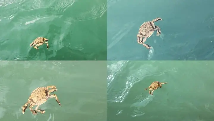 海底大猎杀螃蟹走不动路bug_螃蟹的海底大猎杀_海底抓螃蟹