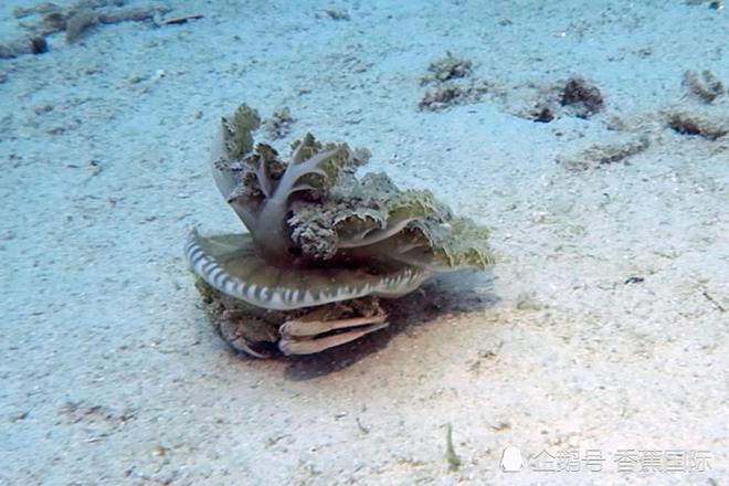 螃蟹大猎杀：海底猎手的夺目秘密