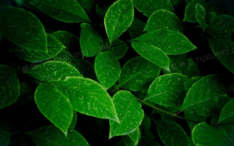 ps植物素材免费下载_psd植物素材_ps植物素材网站