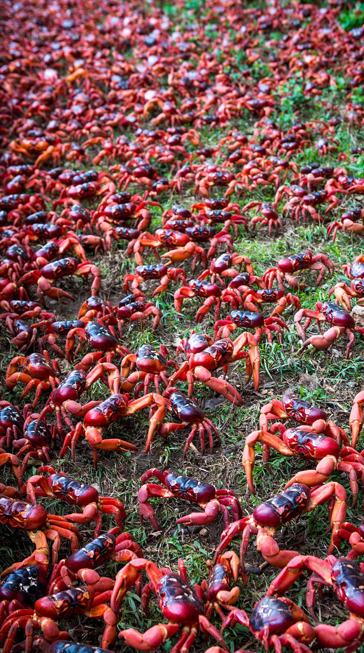 U8螃蟹模式_蟹行crab模式_螃蟹模式