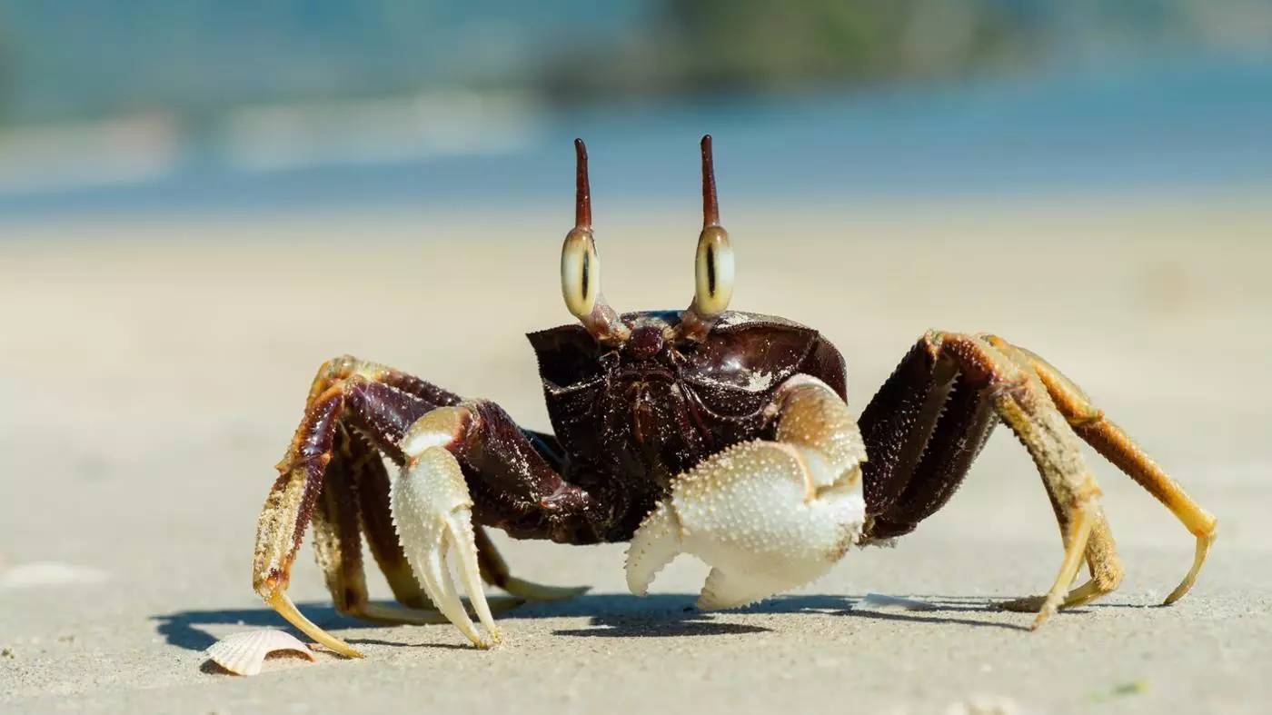 螃蟹模式_蟹行crab模式_U8螃蟹模式