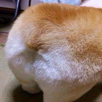微信狗表情_屁屁狗微信表情包_狗屁表情包