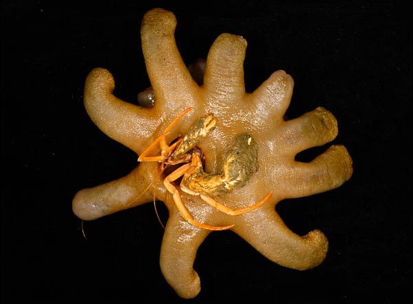 螃蟹生物图_螃蟹生物模式是什么_螃蟹模式生物