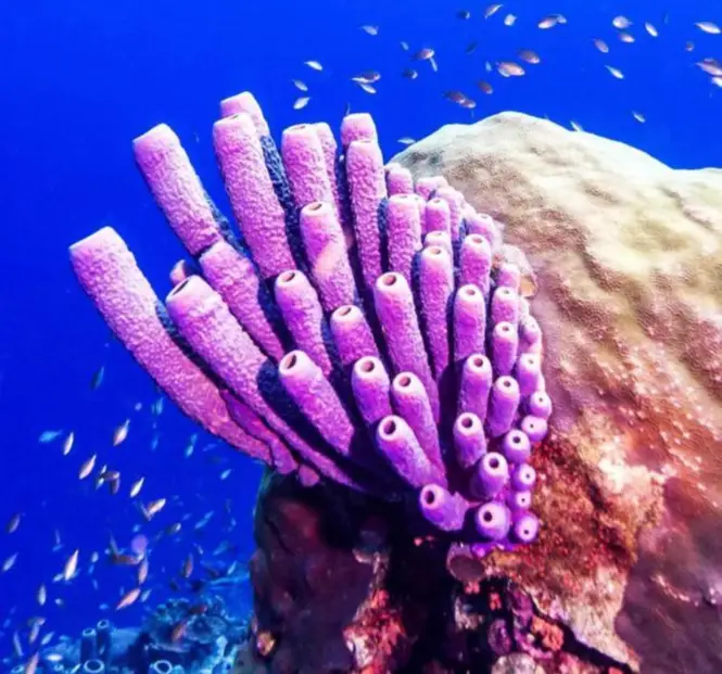 螃蟹 模式生物-海洋与陆地：神奇螃蟹大对比