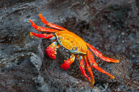 海底大猎杀螃蟹掉落的法杖_螃蟹的海底大猎杀_海底大猎杀中文版 螃蟹